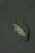 Pyritized Triarthrus Trilobite With Appendages - New York #159688-2